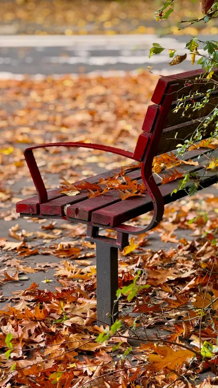 Panchina rossa in un viale coperto di foglie d'autunno